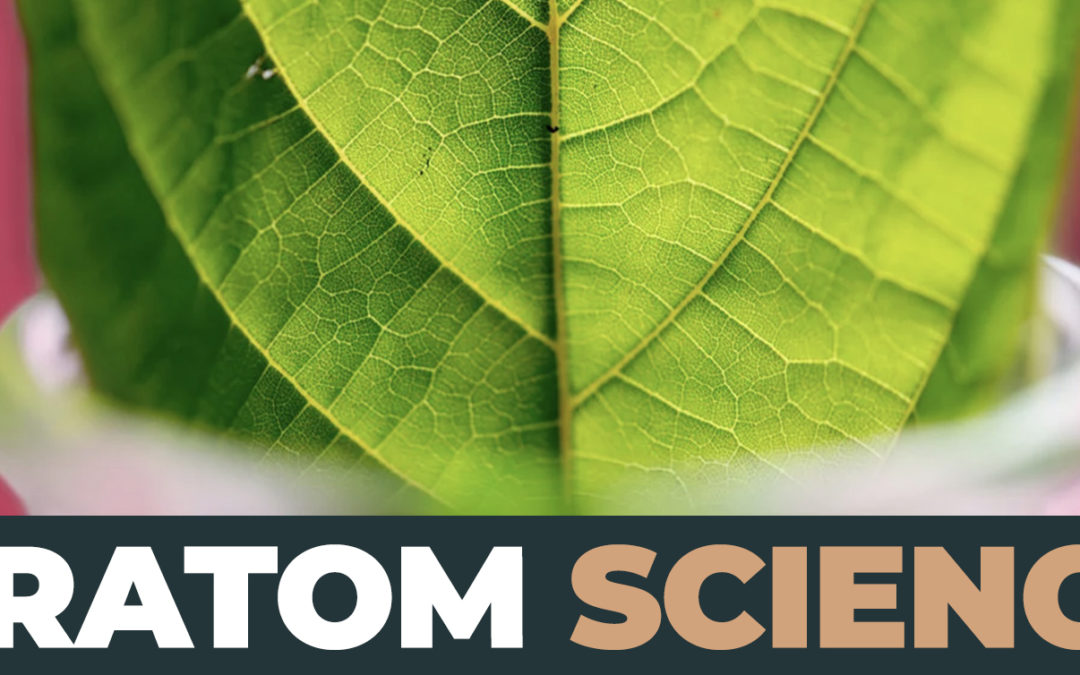 Kratom Science: Exploring Its Composition And Effects - Puffs & Potions