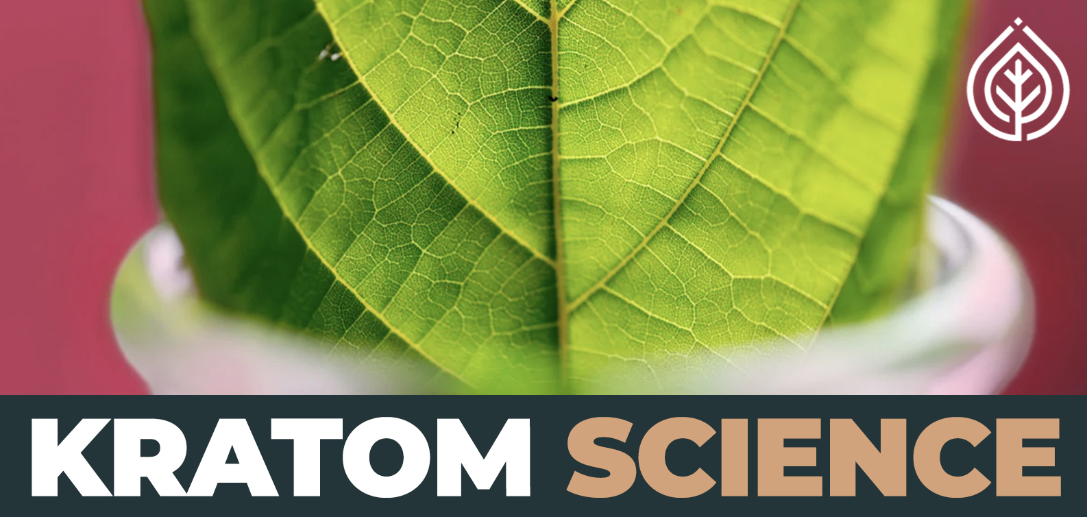 Kratom Science: Exploring Its Composition And Effects - Puffs & Potions